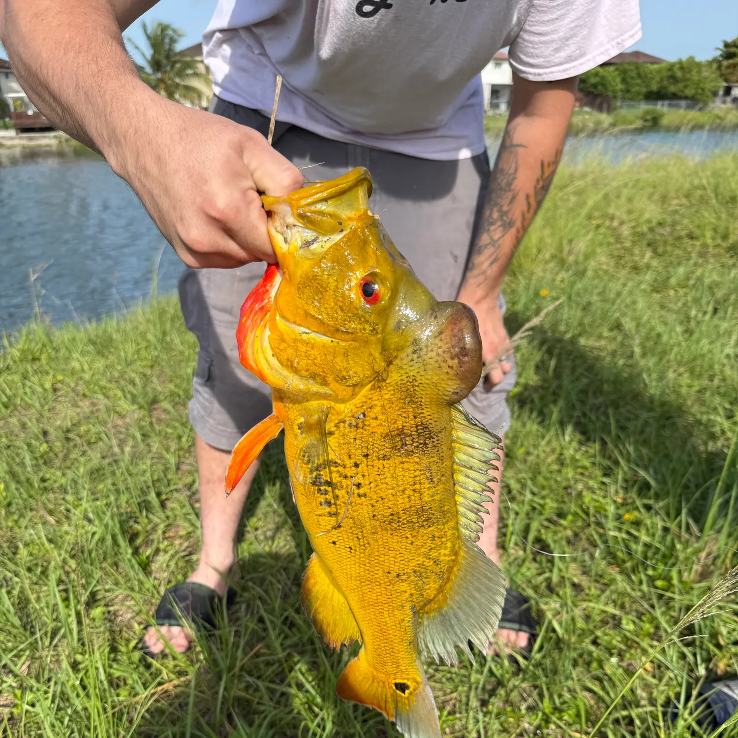 catch