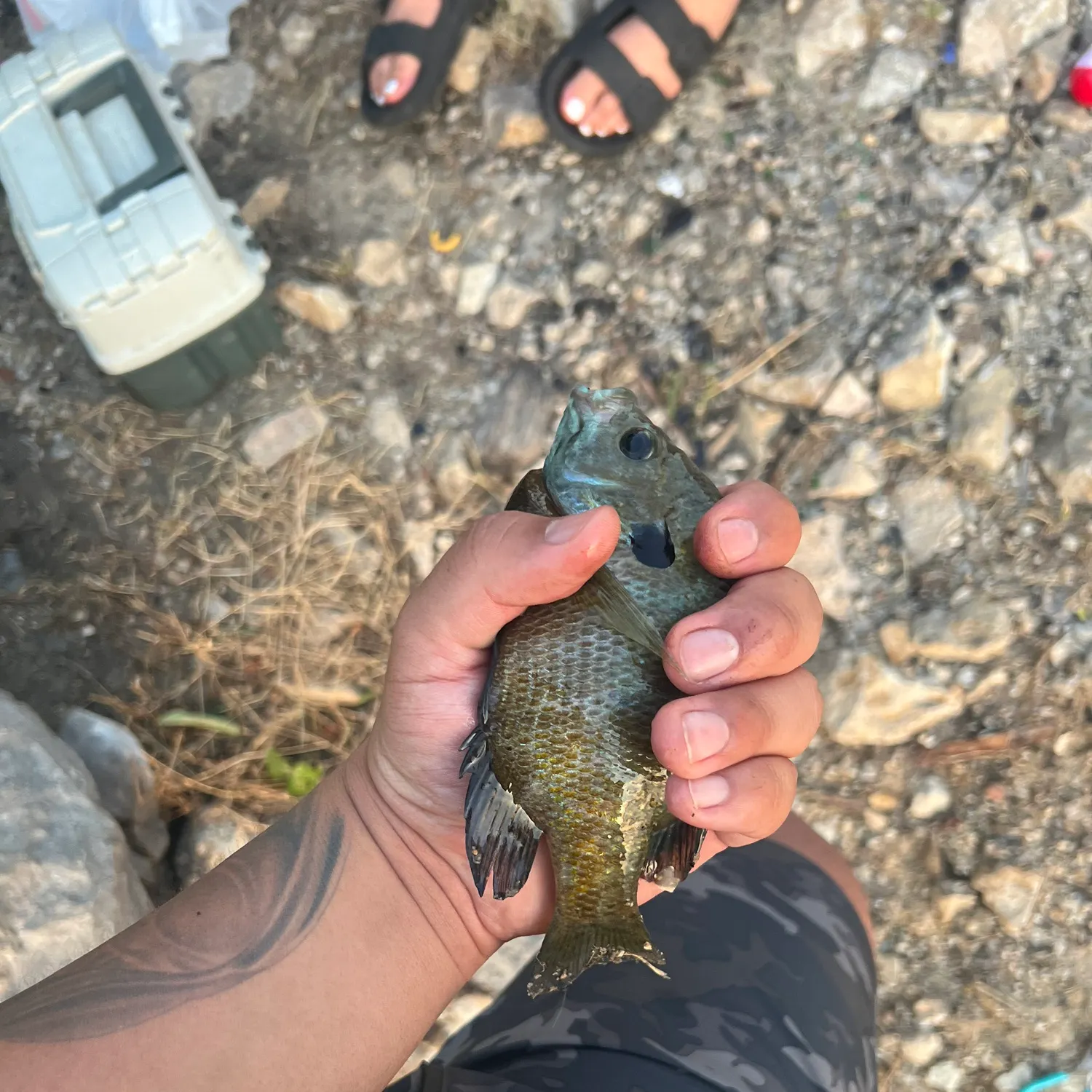 catch