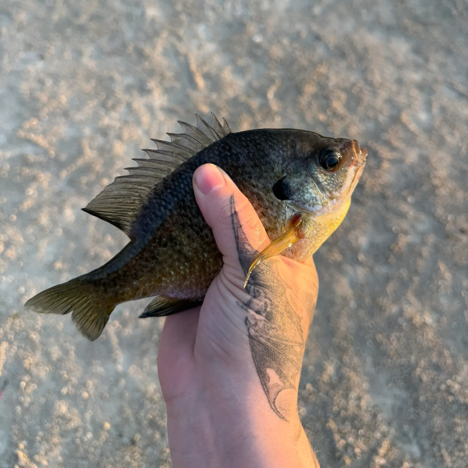 catch