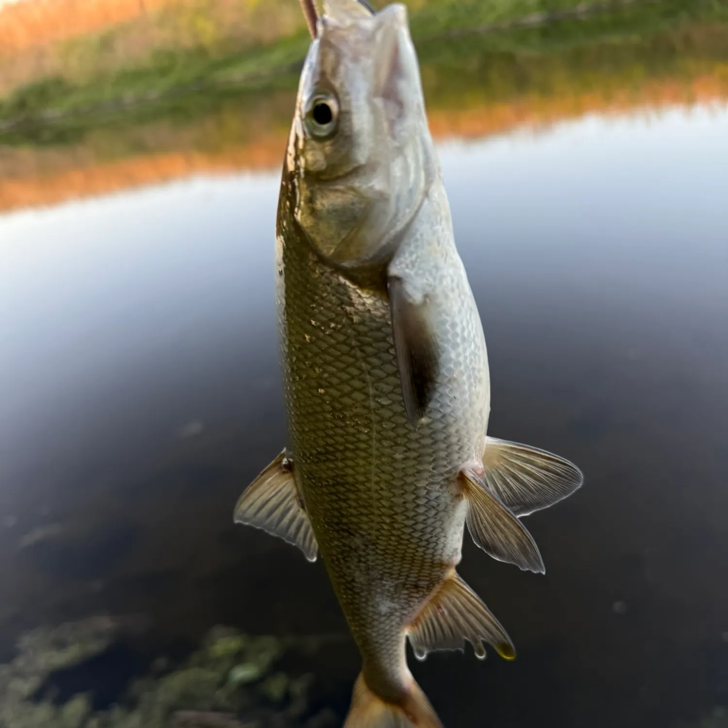 most liked catch image