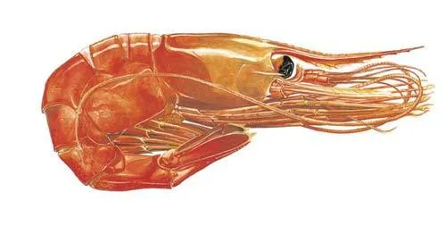 Shellfish