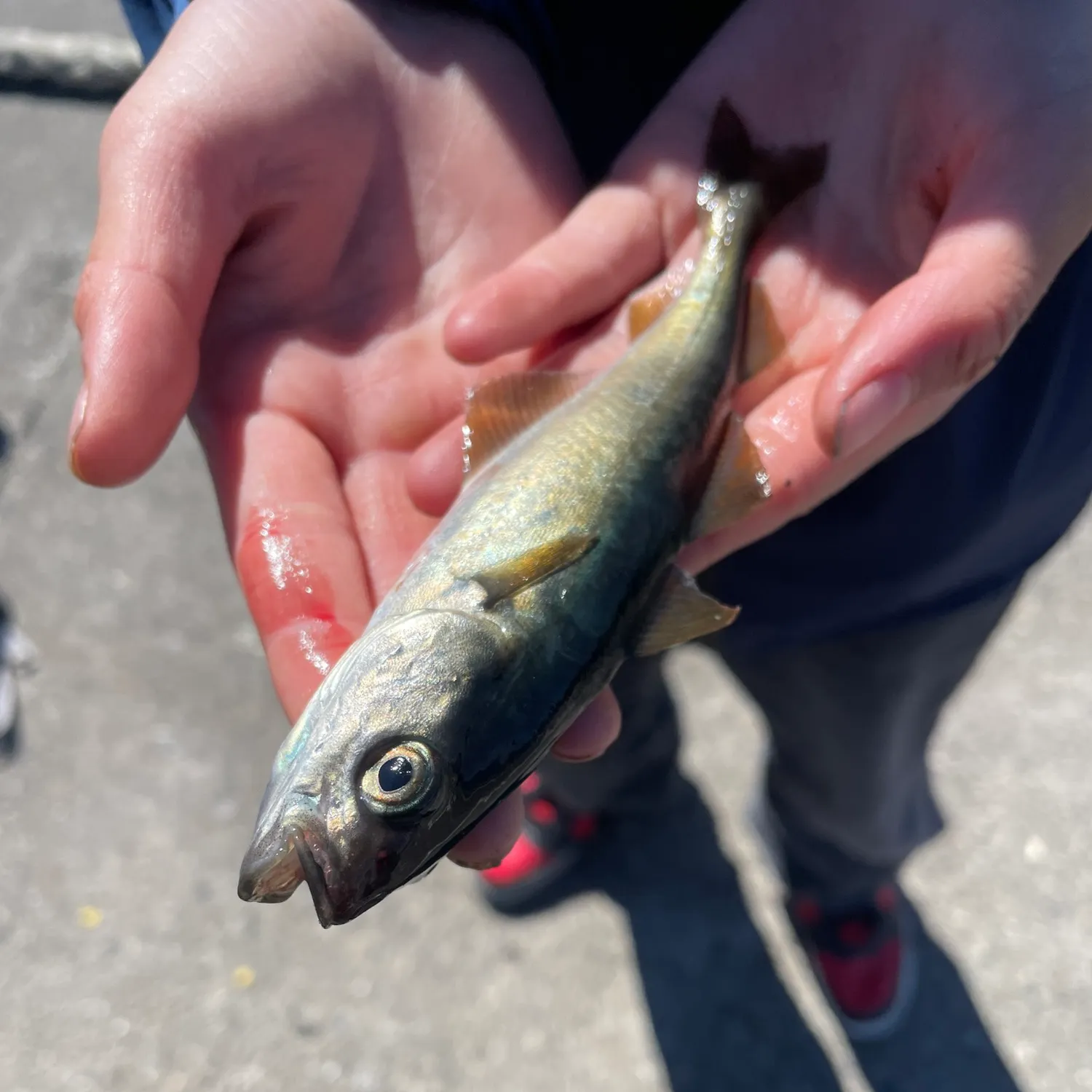 most liked catch image