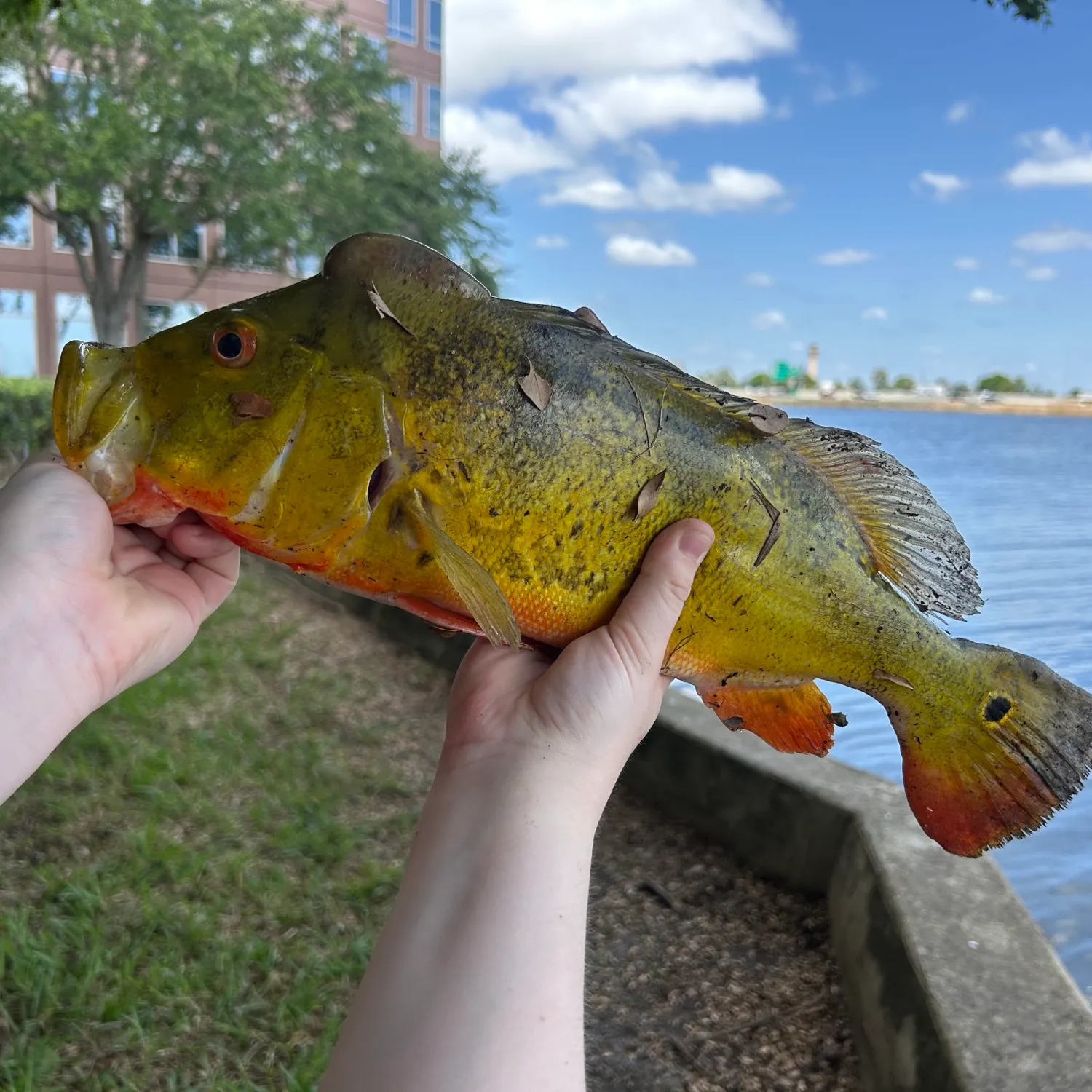 catch