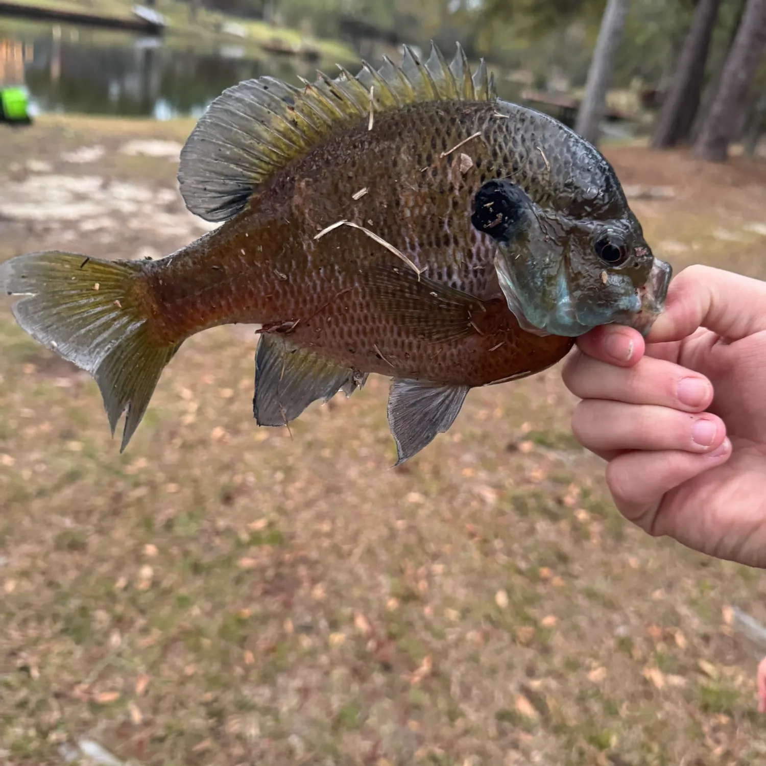 catch