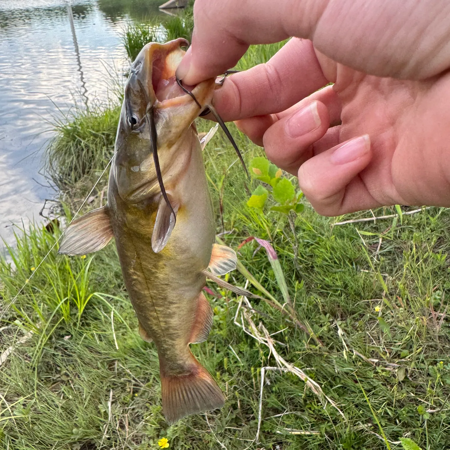 most liked catch image