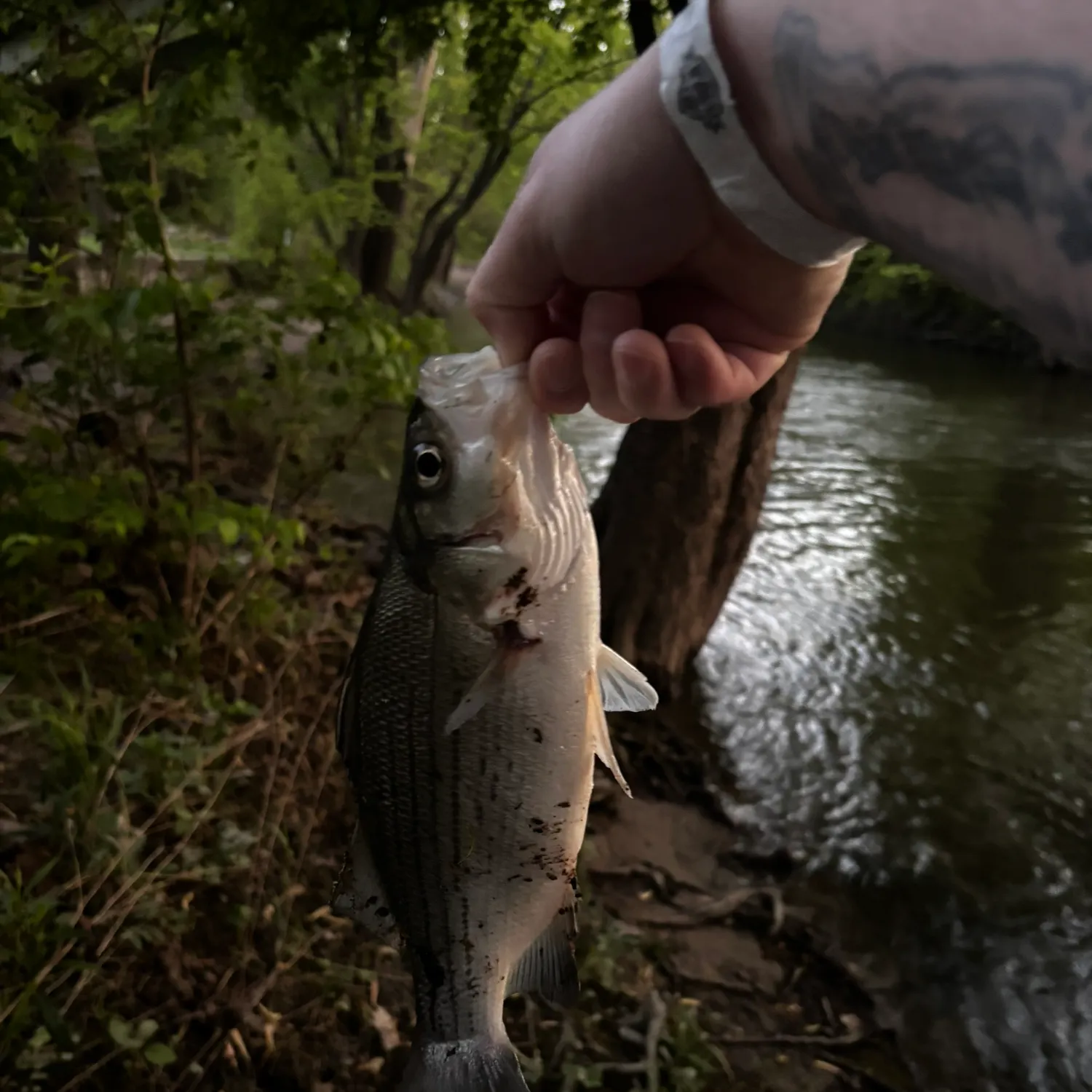 catch
