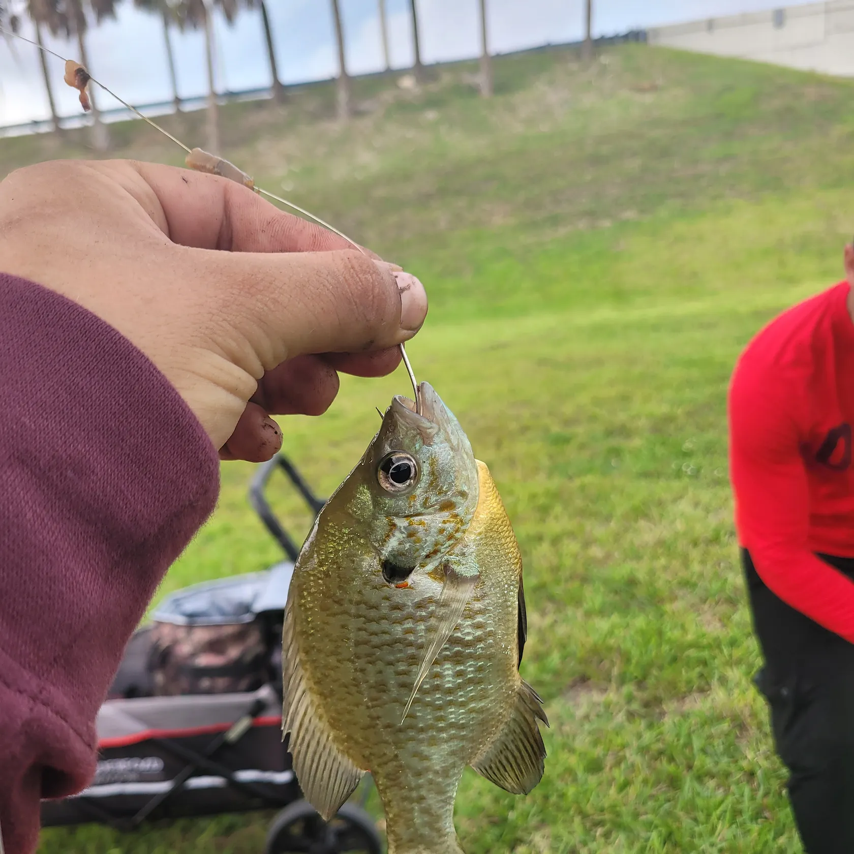 catch