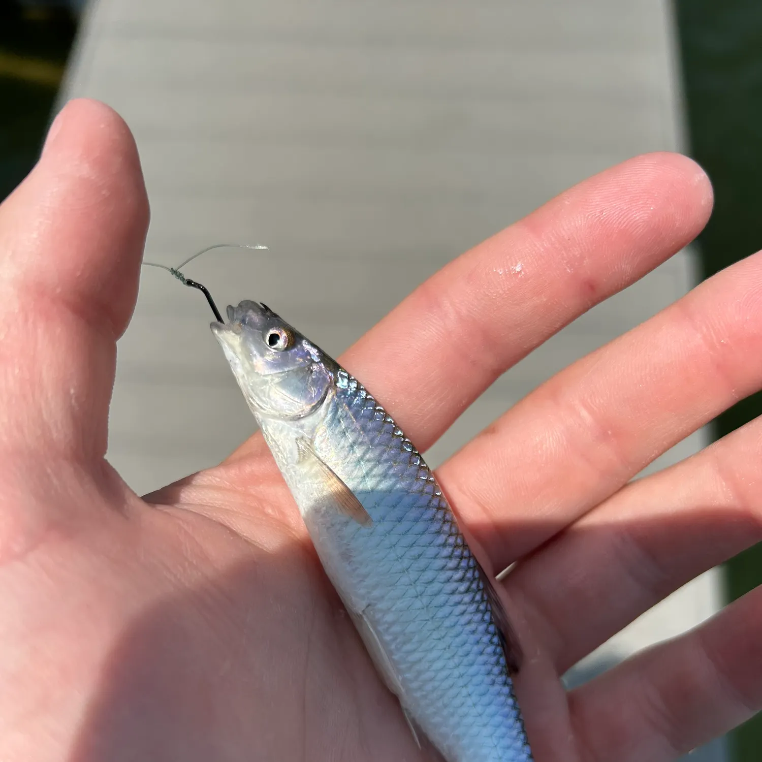 most liked catch image