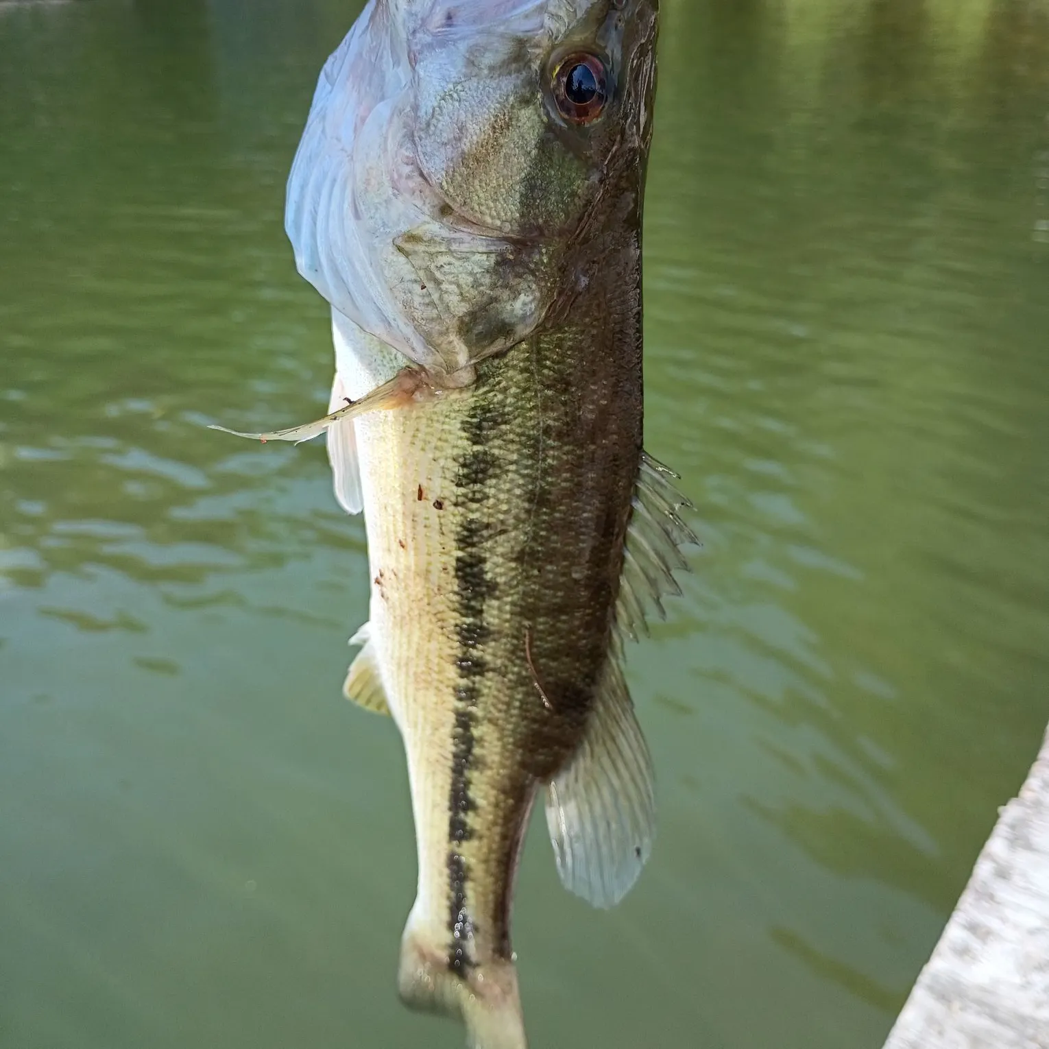 most liked catch image