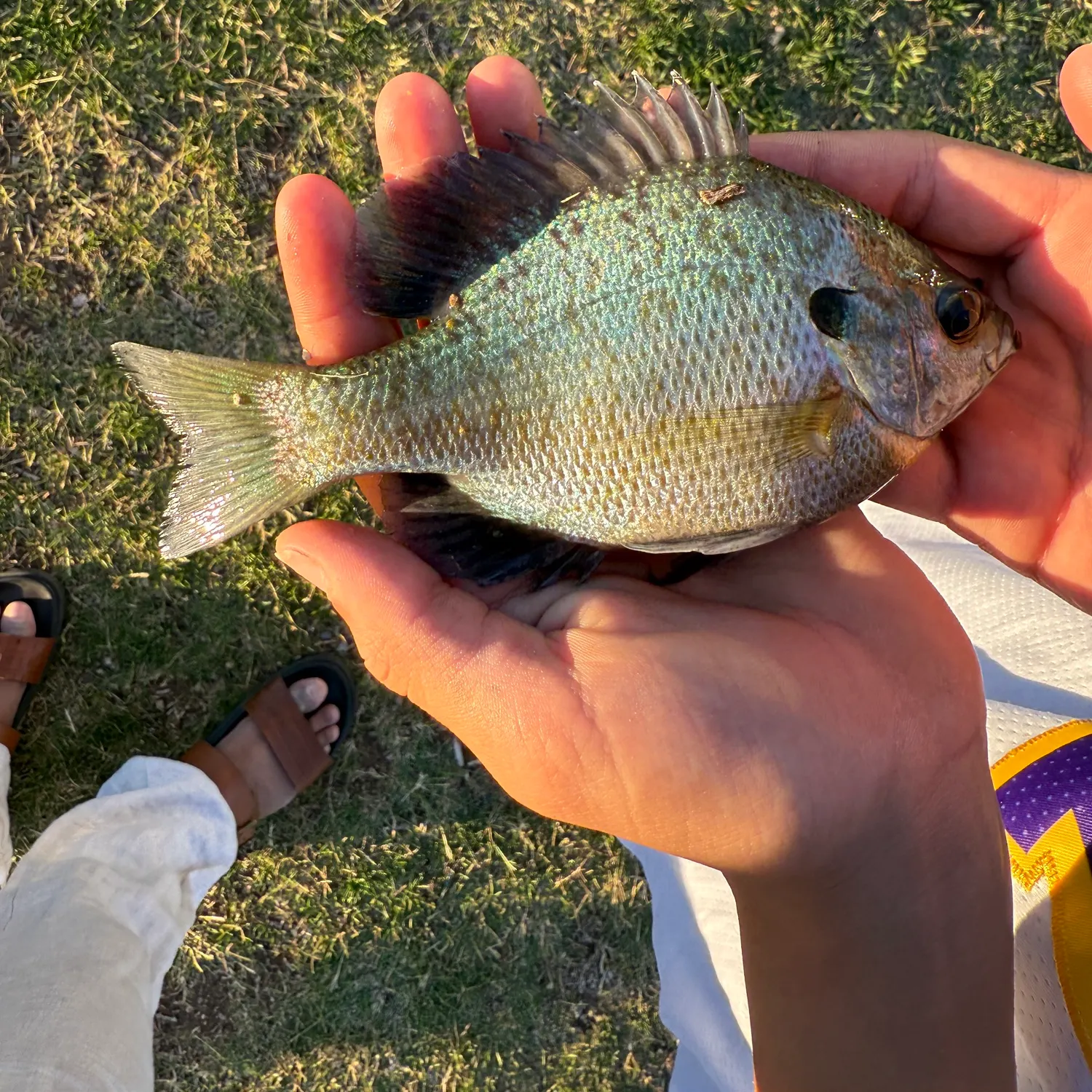 catch