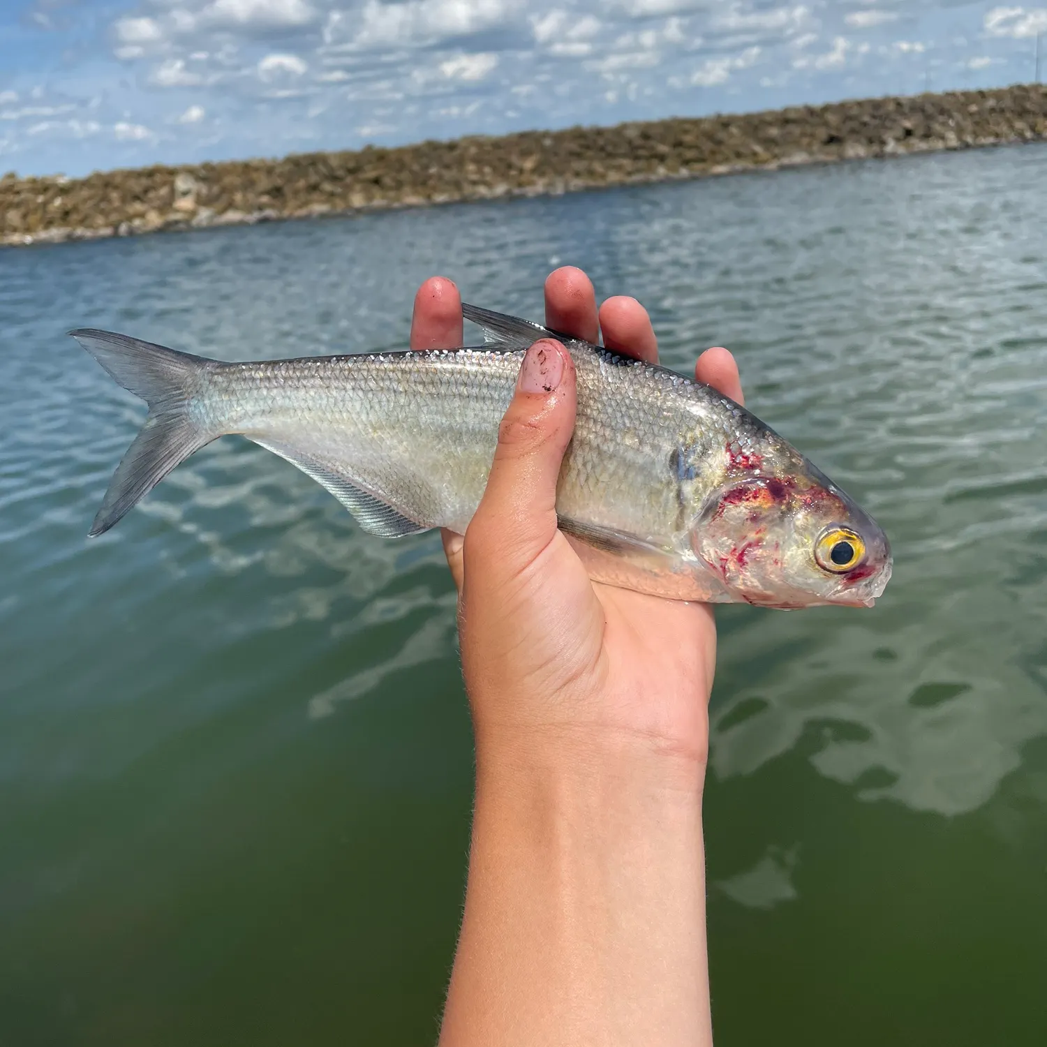 The most recent American gizzard shad catches on Fishbrain
