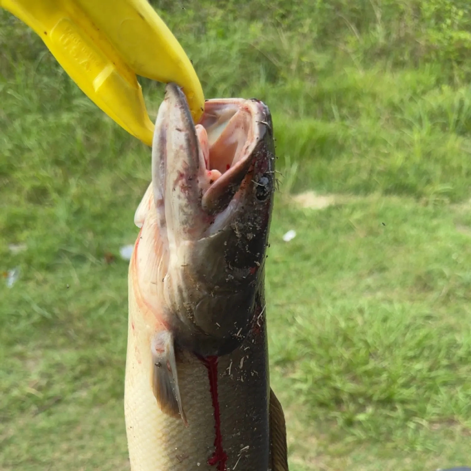 catch