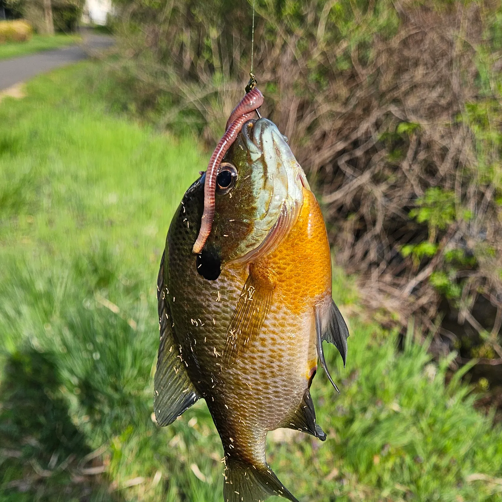 catch