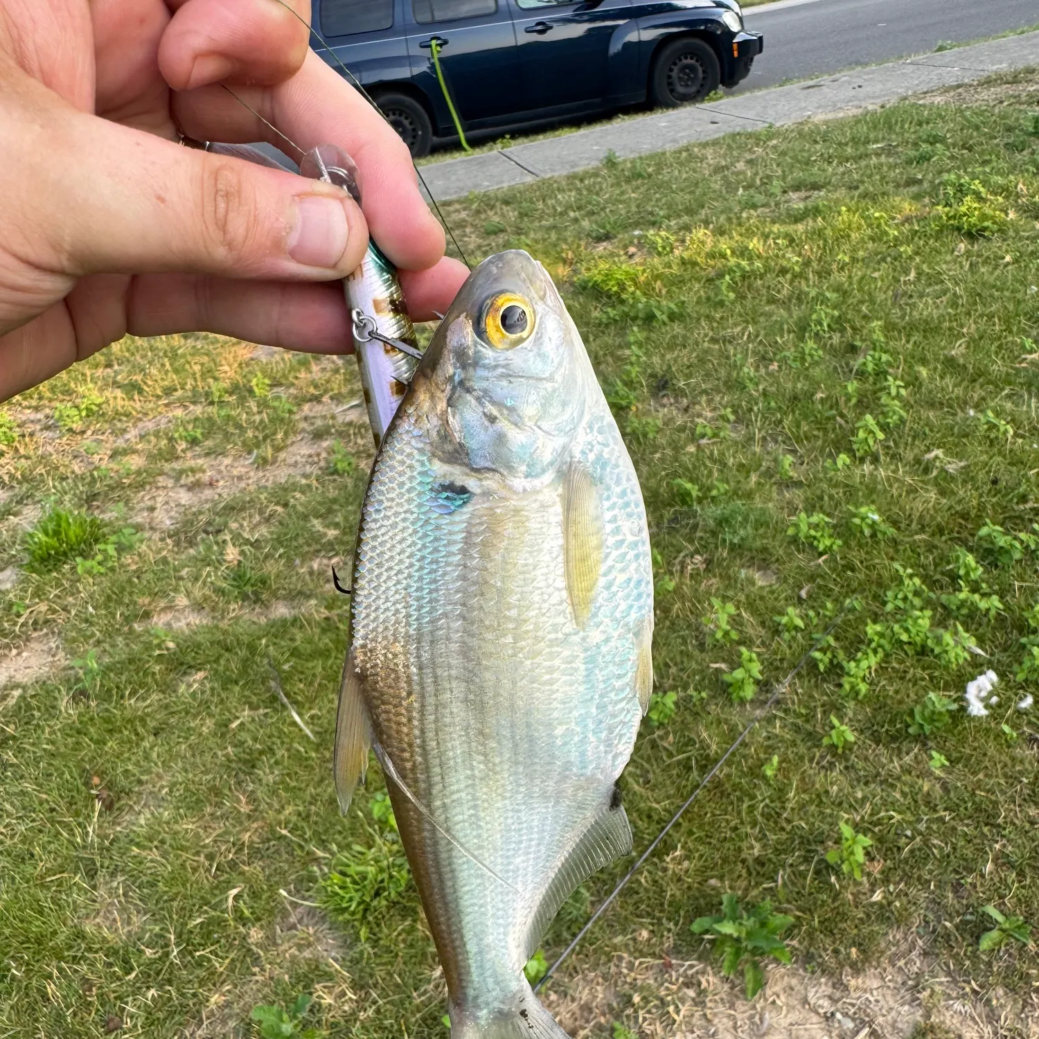 The most recent American gizzard shad catches on Fishbrain