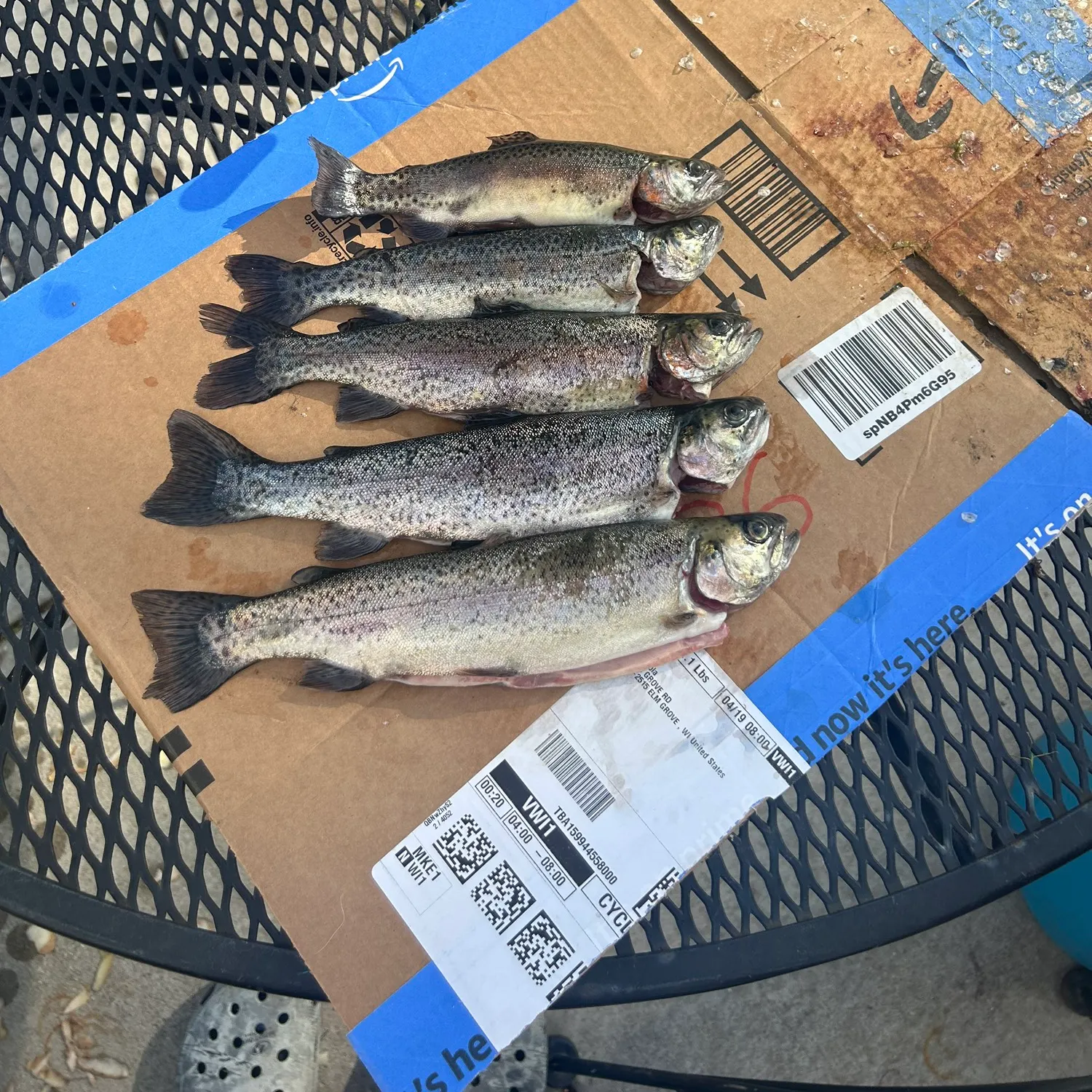 recently logged catches