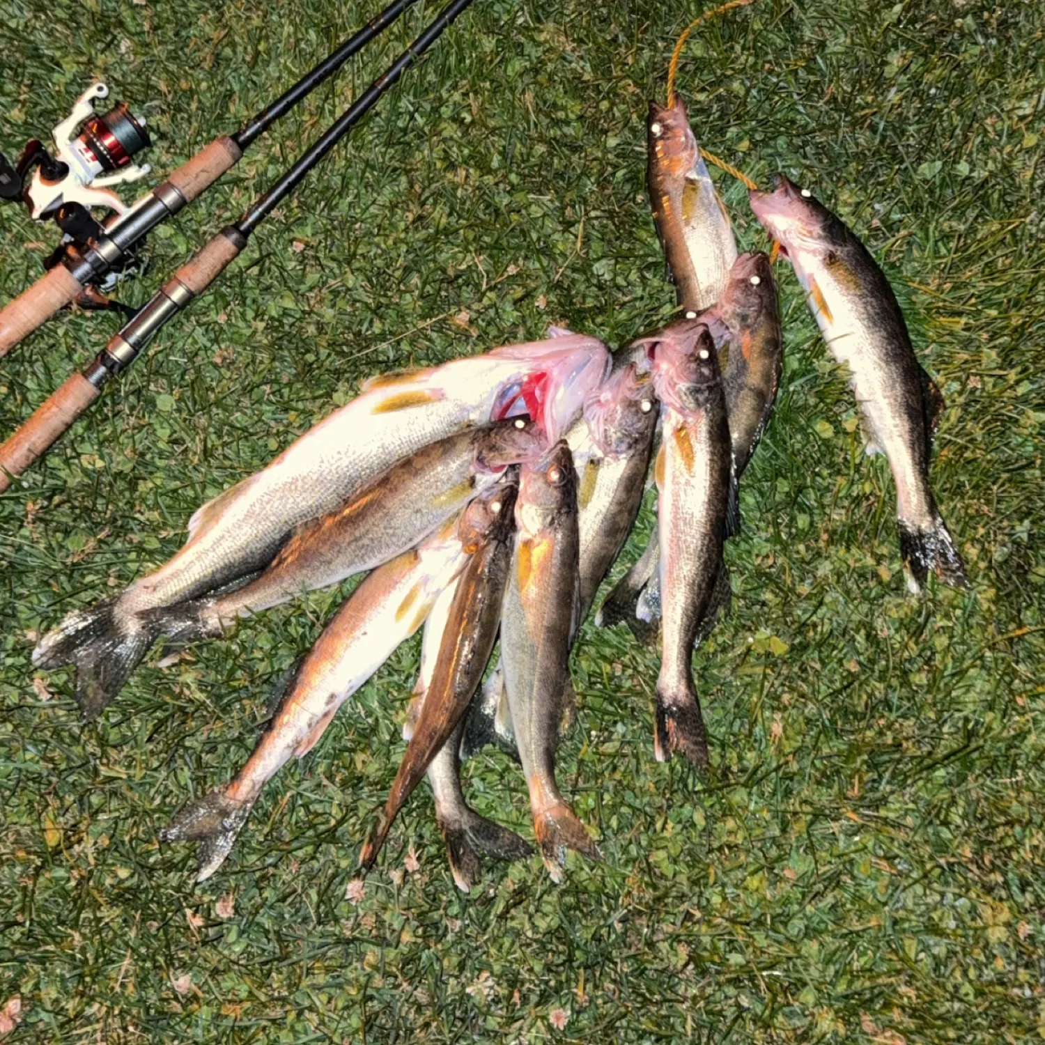 recently logged catches