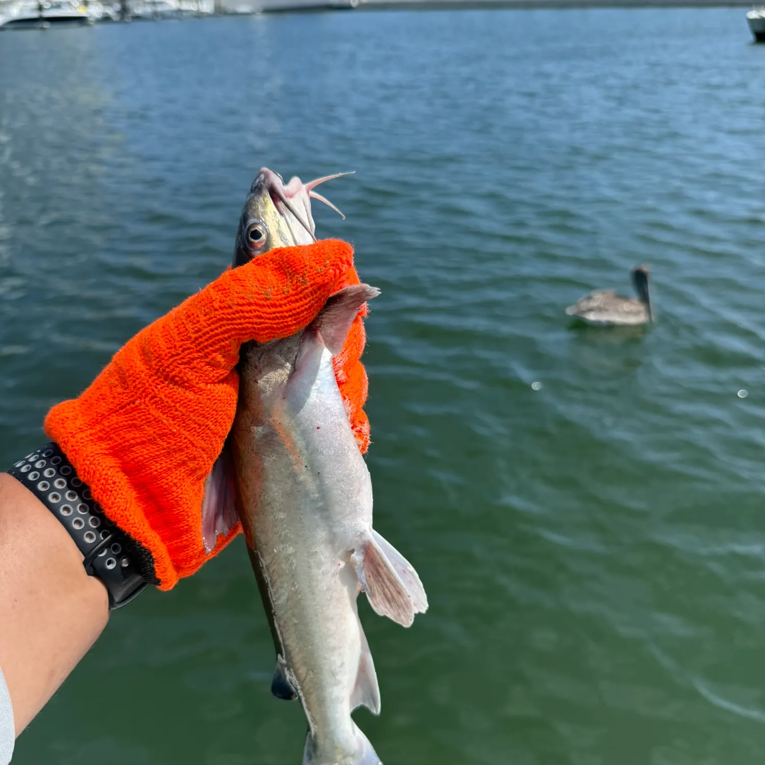 catch