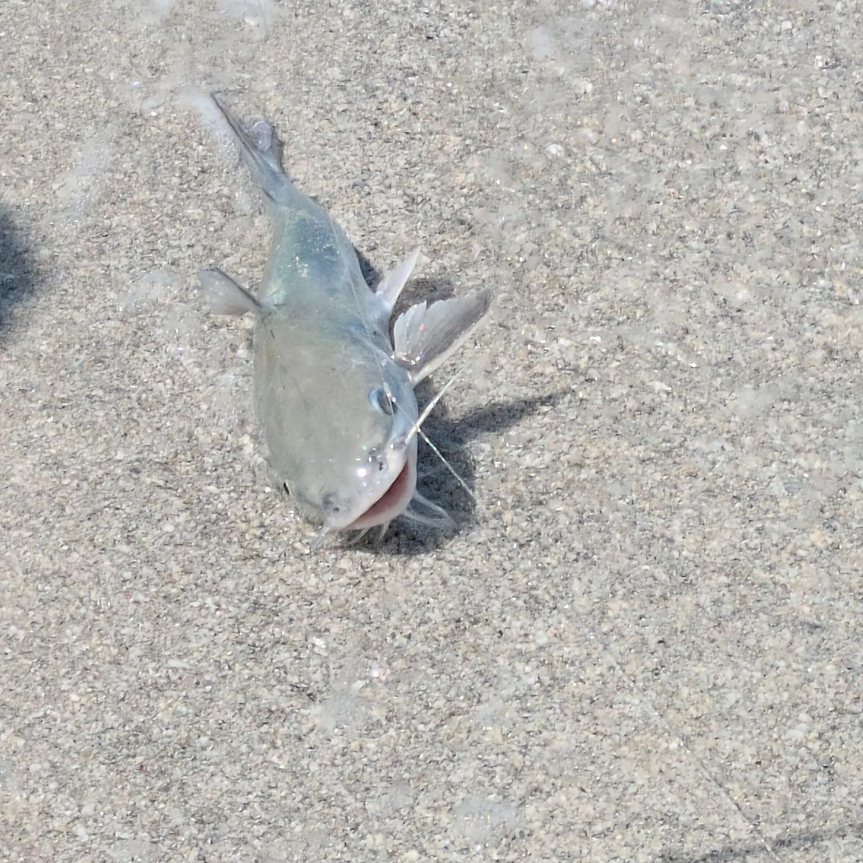 The most popular recent Hardhead sea catfish catch on Fishbrain
