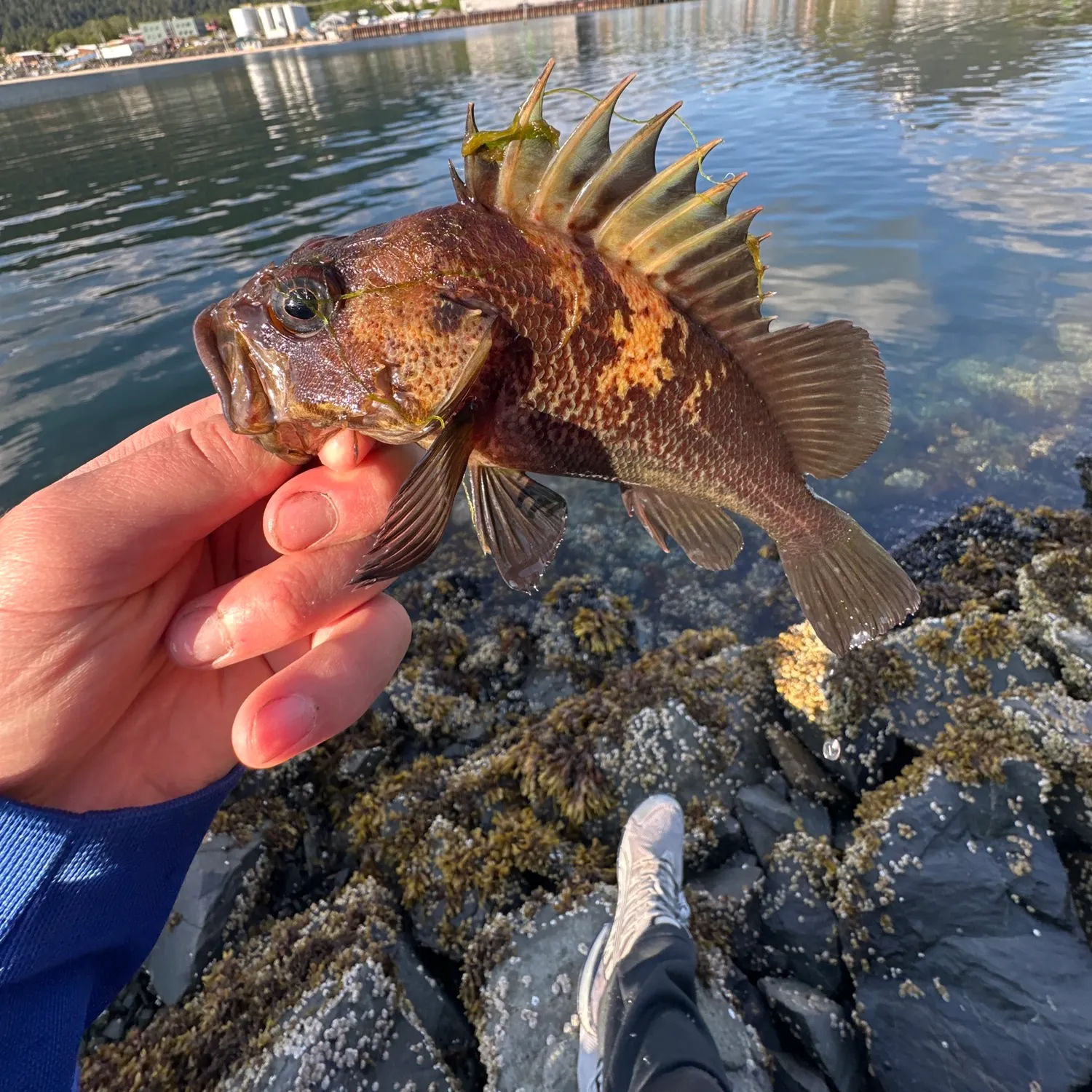 most liked catch image