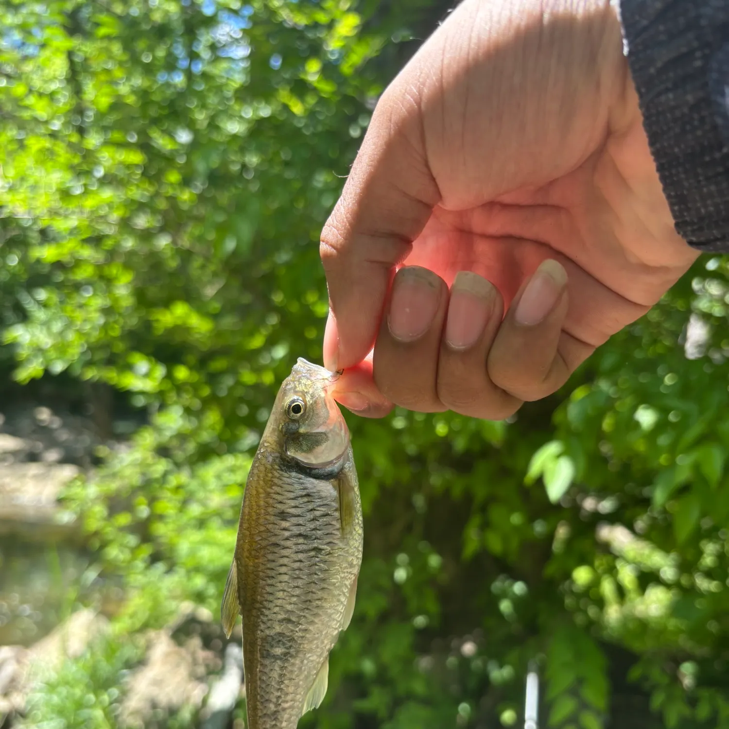 most liked catch image