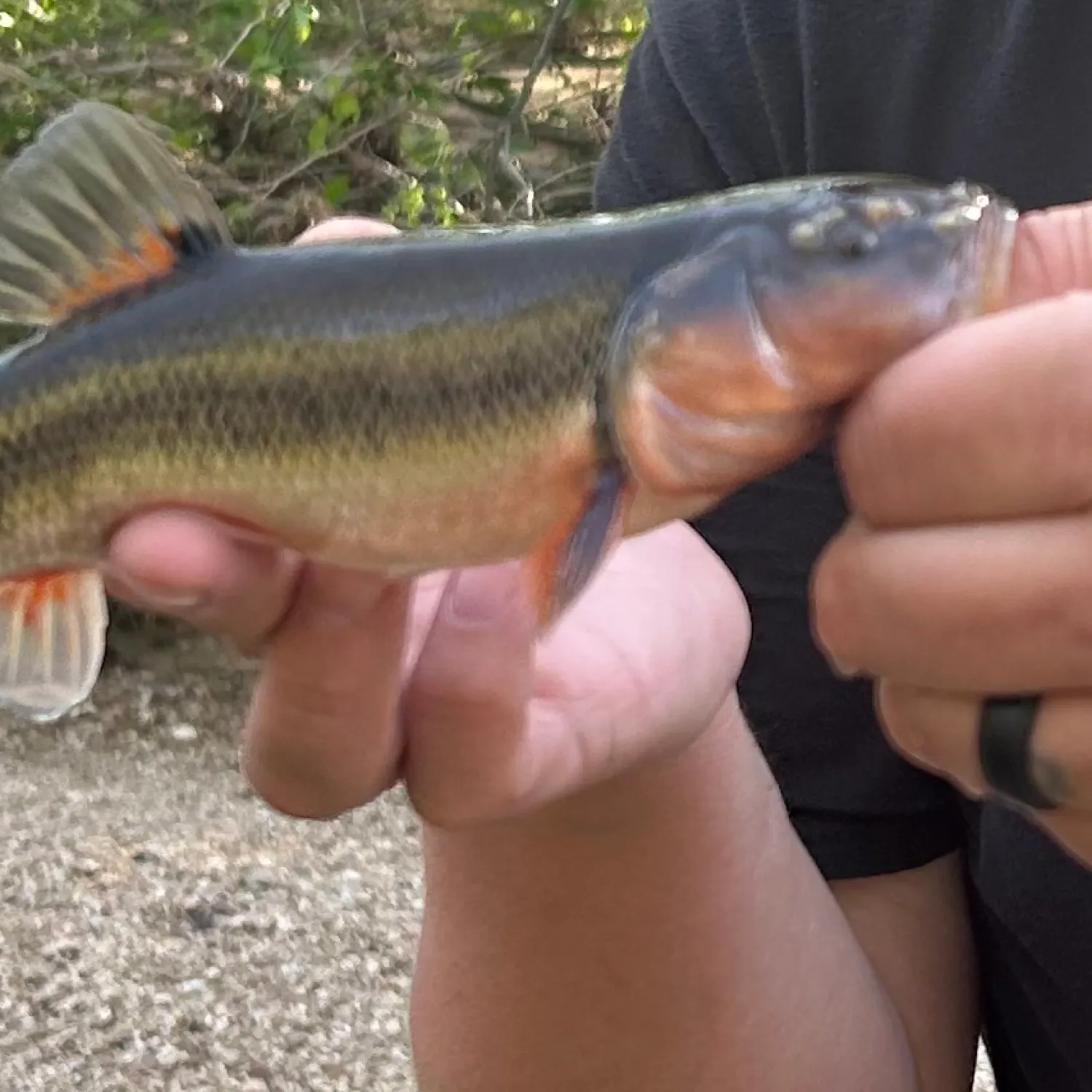 most liked catch image