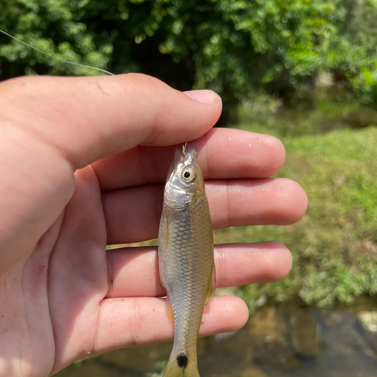 most liked catch image