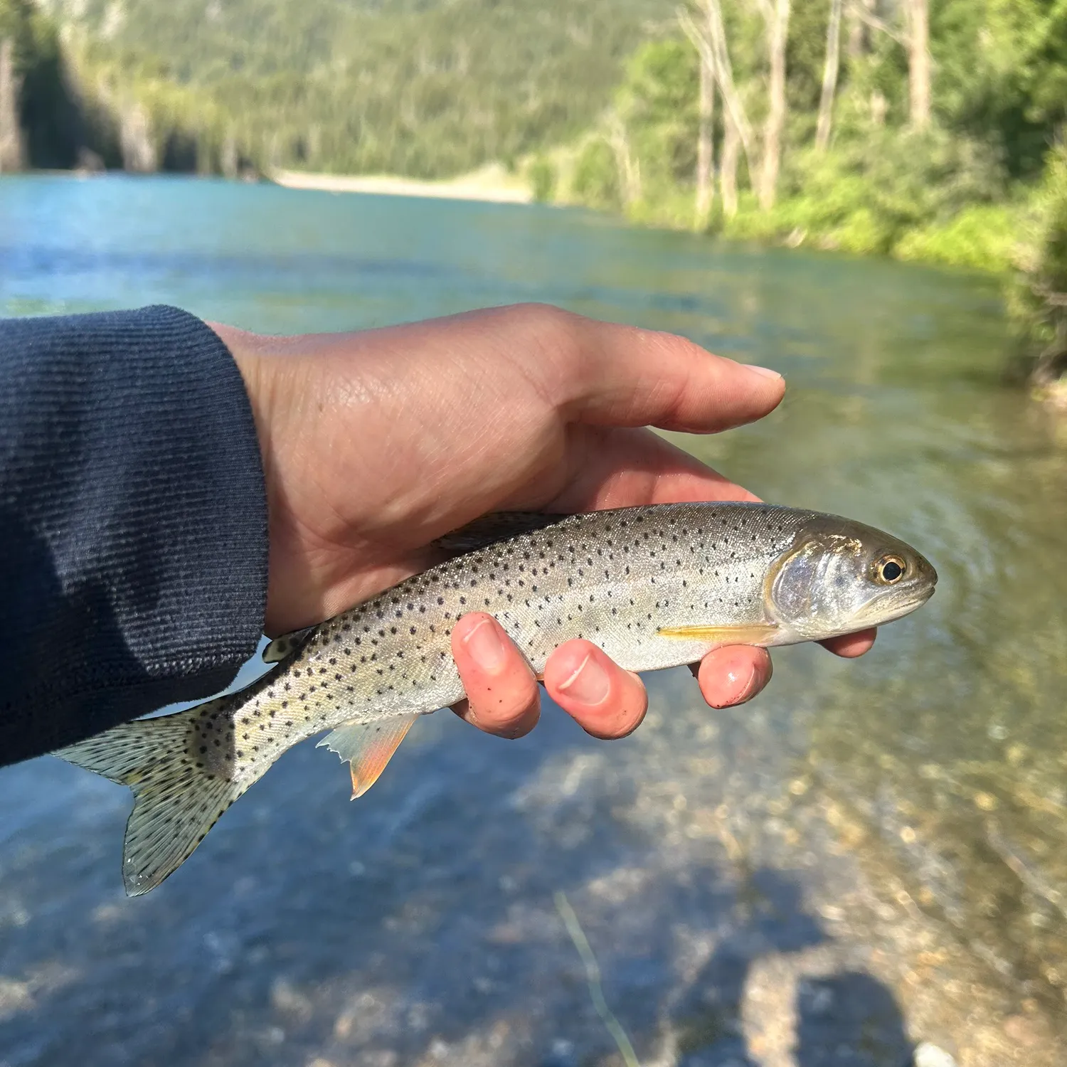 most liked catch image